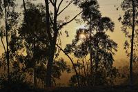 Sunlight Through Trees�